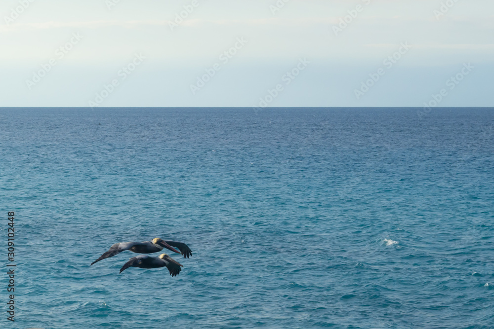 Obraz premium Two pelicans fly against the background of bright blue water. Atlantic ocean. Varadero, Cuba