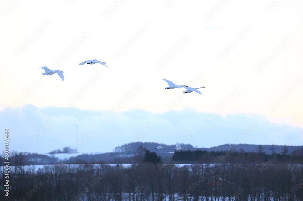 北海道の白鳥