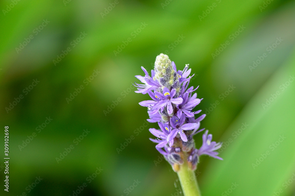 purple flower purple flower