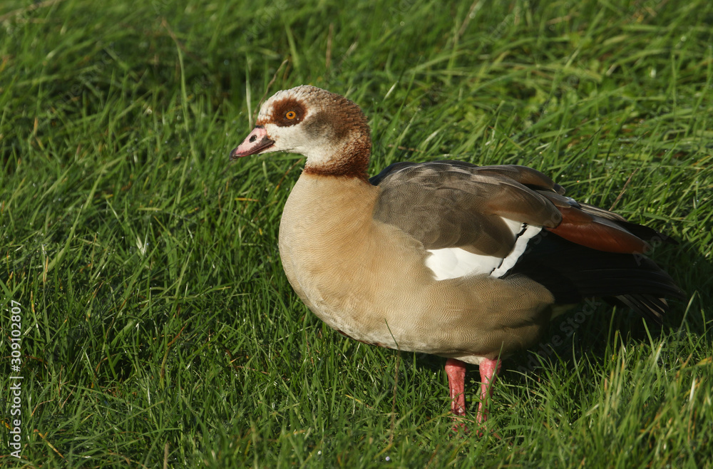 A stunning Egyptian Goose, Alopochen aegyptiaca, standing in a grassy field in the UK. A stunning Egyptian Goose, Alopochen aegyptiaca, standing in a grassy field in the UK.