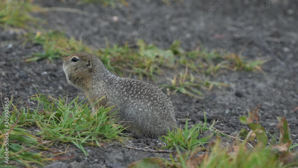 Cute Arctic Ground Squirrel eating cracker holding food in paws. Curious wild animal of genus of medium sized rodents of squirrel family. Eurasia, Russian Far East, Kamchatka Peninsula. Cute Arctic Ground Squirrel eating cracker holding food in paws. Curious wild animal of genus of medium sized rodents of squirrel family. Eurasia, Russian Far East, Kamchatka Peninsula.