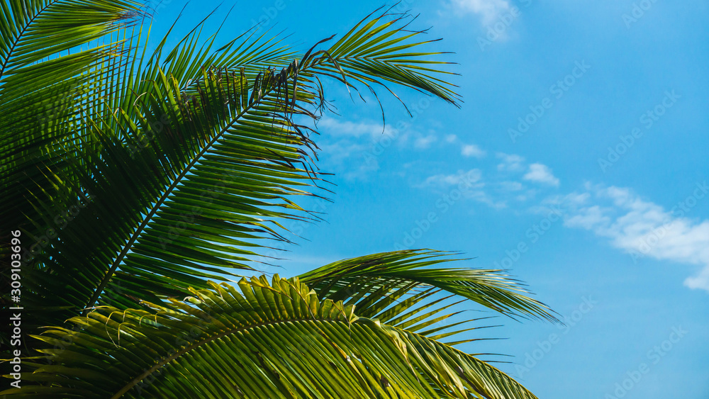 Coconut palm tree branches against the clear blue sky