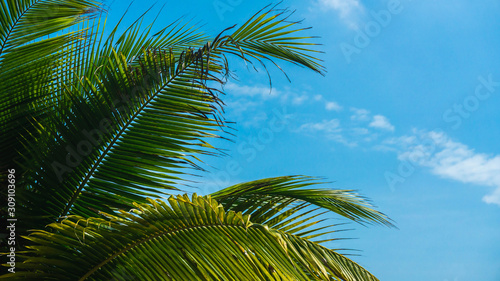 Coconut palm tree branches against the clear blue sky