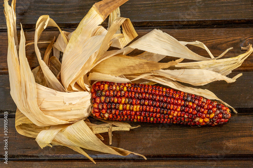 Flint corn photo