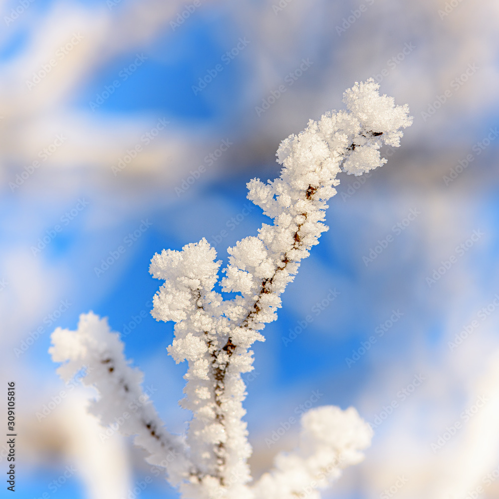 frost on bare tree branches against blue sky closeup