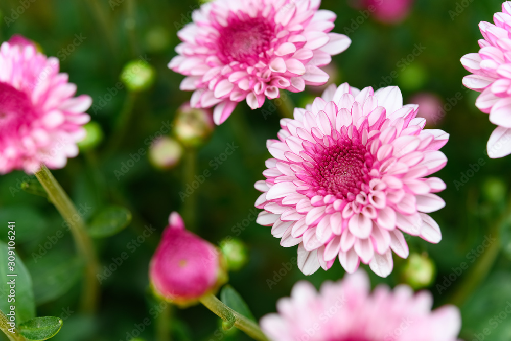 Obraz premium pink chrysanthemum flowers horizontal composition