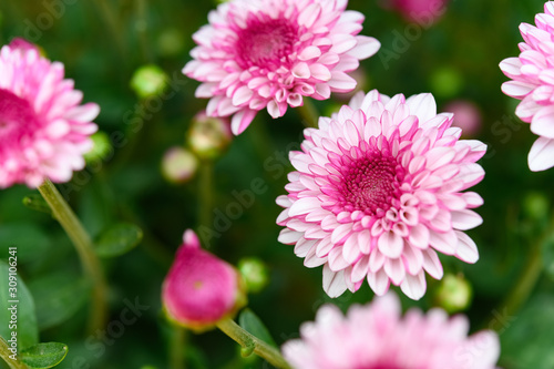 pink chrysanthemum flowers horizontal composition