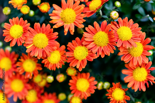 top view small yellow and orange colors chrysanthemum flowers © Freer