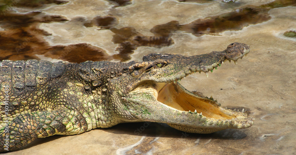 Naklejka premium crocodile with mouth open. crocodile on a gray background. the crocodile smiles