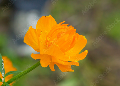 calendula. orange flower.  yellow flower on a green background. marigold flower. walk in the summer garden. delicate flower