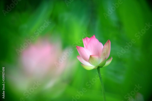 Two pink lotus flowers  if the shadows appear in front  the dazzling beauty stands out in the back.