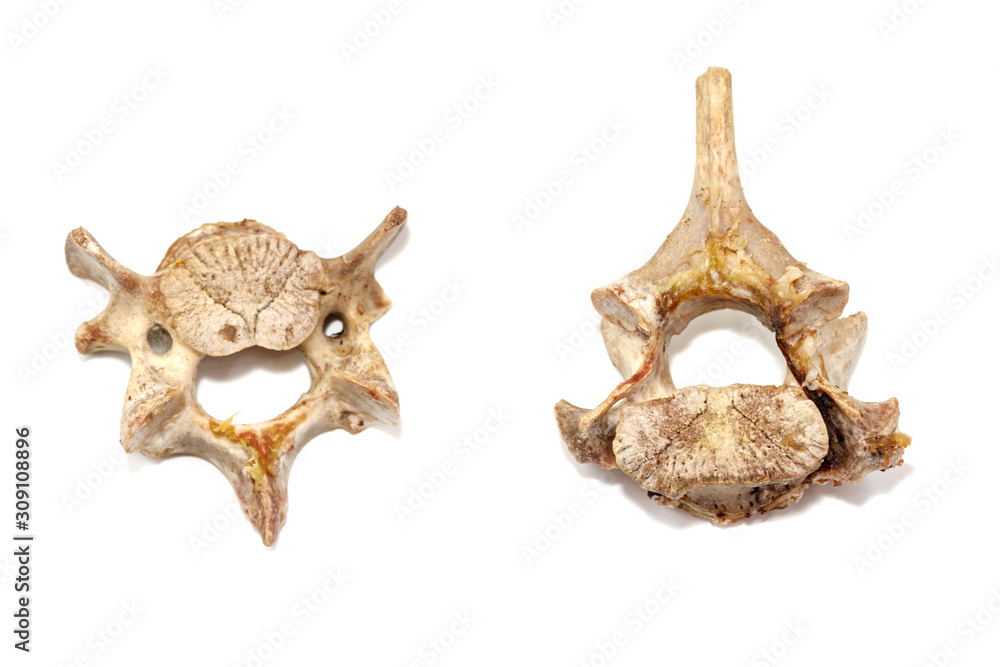 Animal vertebrae bones isolated on white background. leftover food closeup