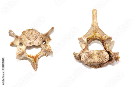 Animal vertebrae bones isolated on white background. leftover food closeup