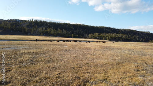 Distant bison in field in Yellowstone National Park  WY