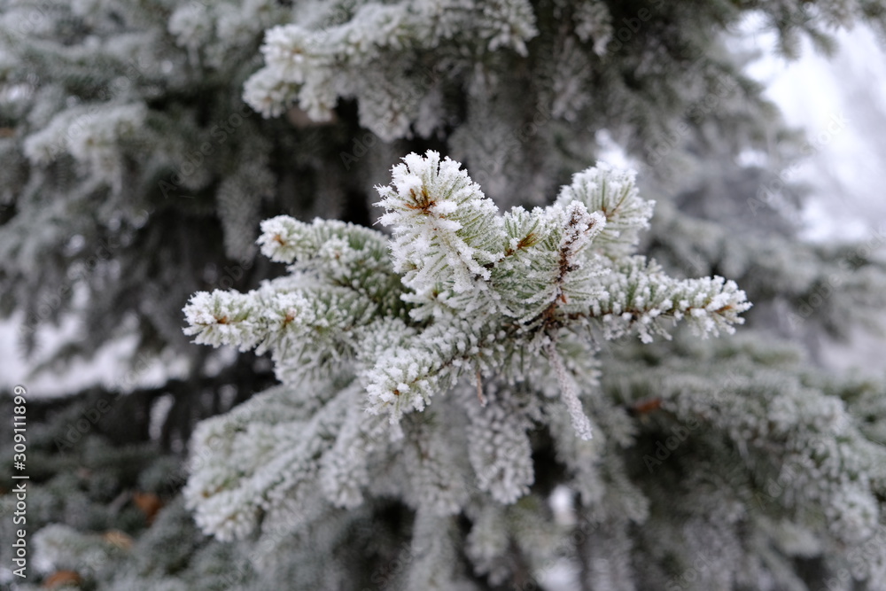 background of branches of blue spruce in hoarfrost
