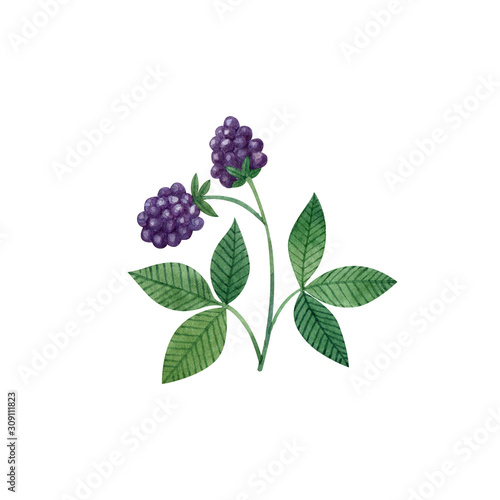 Wallpaper Mural Blackberry branch with two leaves and berries isolated on white background. Watercolor illustration, hand drawn clipart. Torontodigital.ca