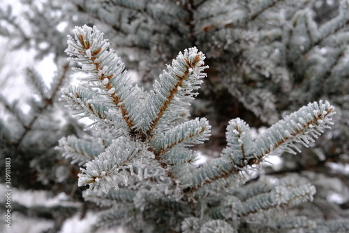background of branches of blue spruce in hoarfrost © urra