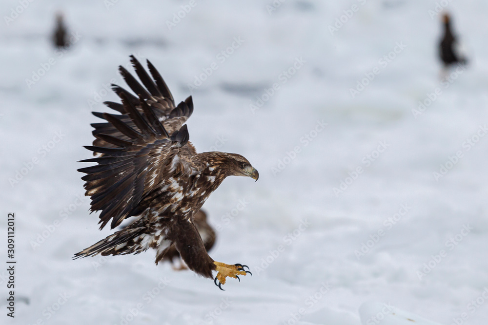 Fototapeta premium eagle