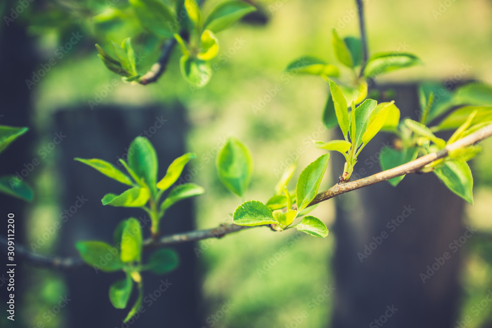 New leaves on wild aplle tree in the garden. Selective focus. New leaves on wild aplle tree in the garden. Selective focus.