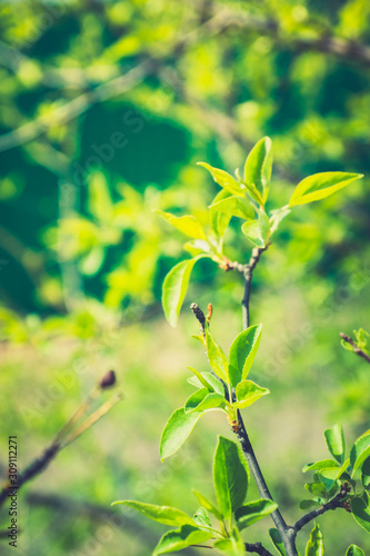 New leaves on wild aplle tree in the garden. Selective focus.
