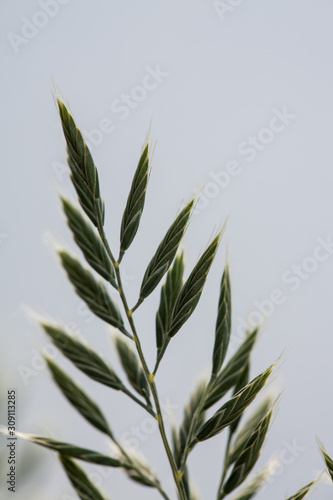 close-up of grass seeds in front of a blurry background photo