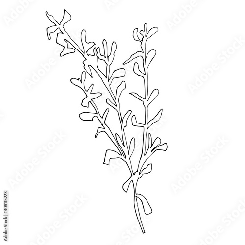 Single handdrawn New year and Xmas of  branch Mistletoe. Stock illustration for seasonal decoration and design posters  greetings  cards  invitations  wrapping paper  stickers.