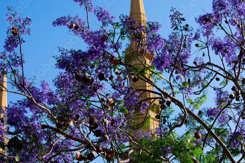 Beirut mosque minaret behind tree branches with blue blossom photo