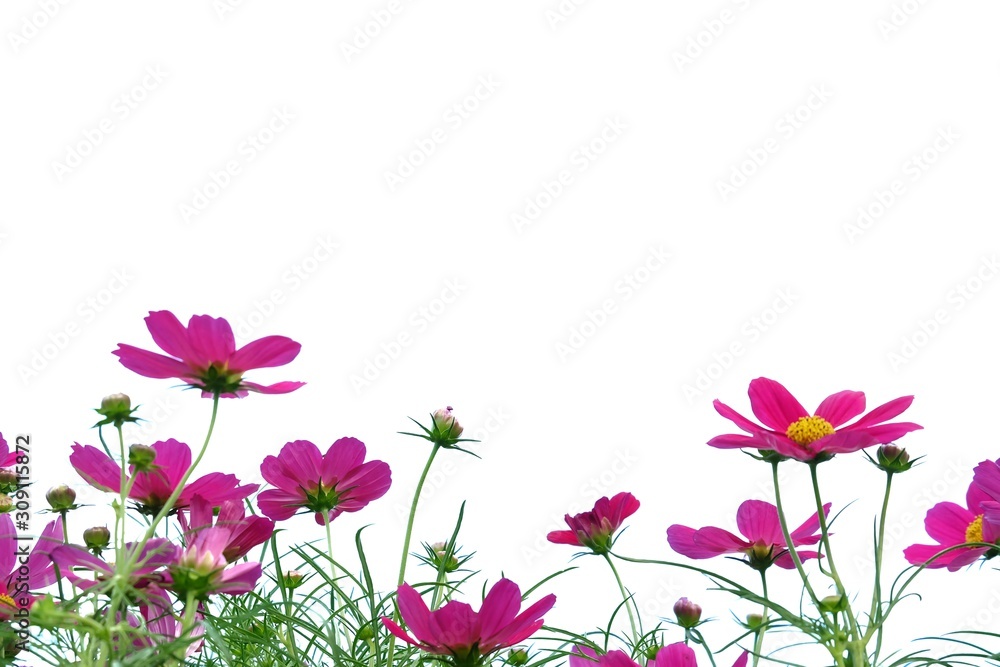 In selective focus a group of sweet purple cosmos flower blossom in a garden on white isolated background In selective focus a group of sweet purple cosmos flower blossom in a garden on white isolated background