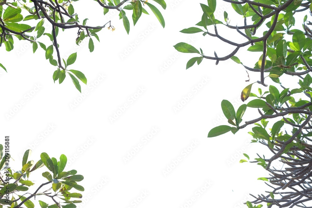 Plumeria tree with leaves branches on white isolated background for green foliage backdrop and copy space Plumeria tree with leaves branches on white isolated background for green foliage backdrop and copy space