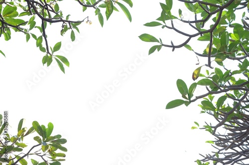Plumeria tree with leaves branches on white isolated background for green foliage backdrop and copy space 