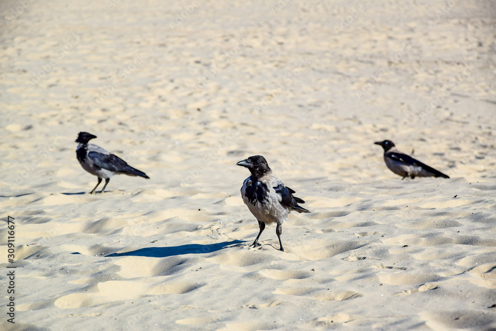 Three gray-black crows, walk along the light sand on the beach in summer, during the day, look for food in Jurmala, Latvia. Three gray-black crows, walk along the light sand on the beach in summer, during the day, look for food in Jurmala, Latvia.