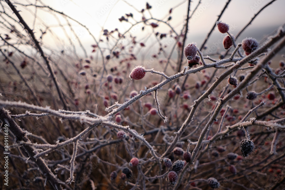 Frosted dog rose fruits in misty morning
