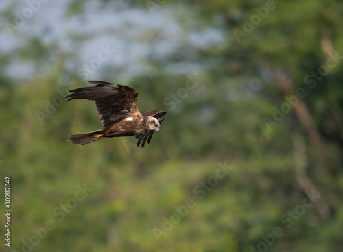 Marsh harrier Flying