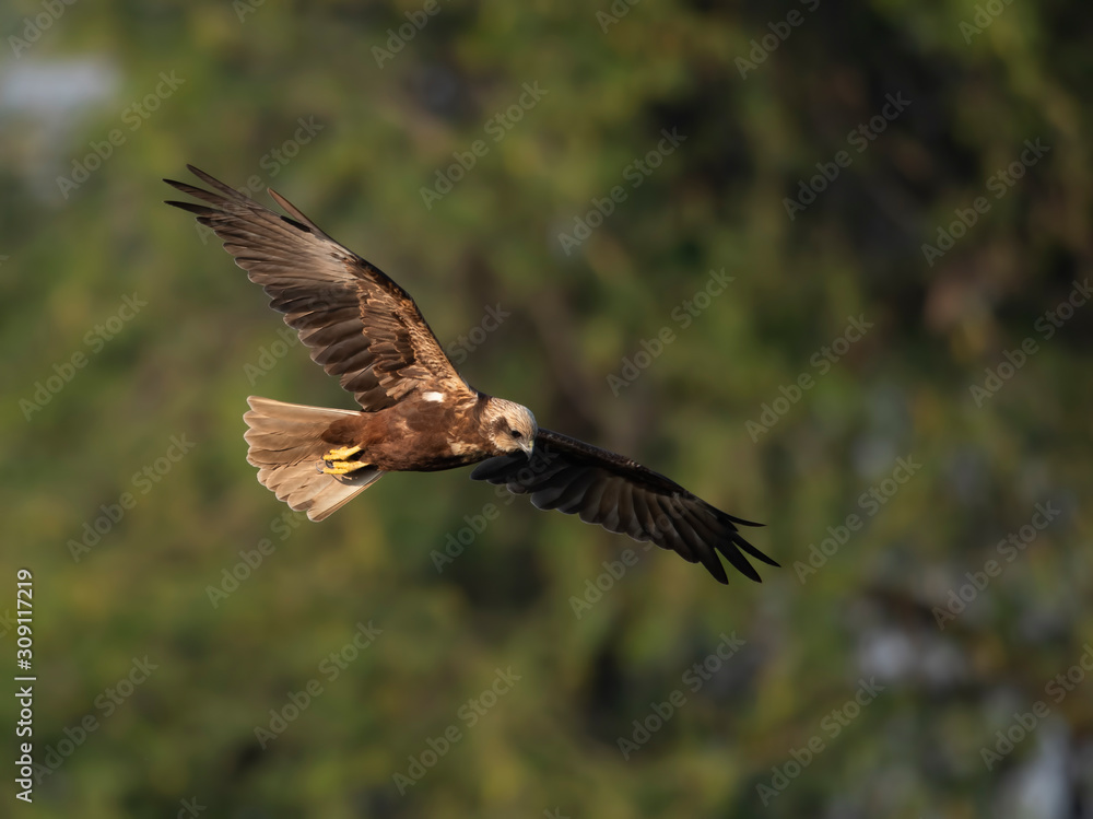 Obraz premium Marsh harrier Flying