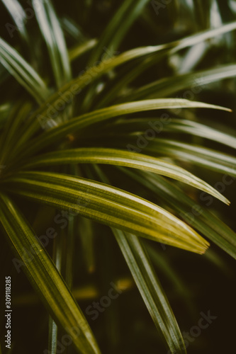 Palm leaf pattern texture abstract background.