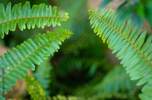 Green natural frame of fern branches and leaves.