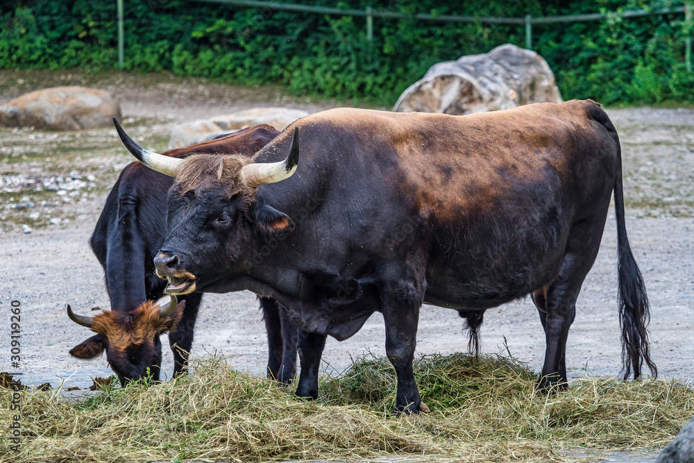 Heck cattle, Bos primigenius taurus or aurochs in the zoo Heck cattle, Bos primigenius taurus or aurochs in the zoo