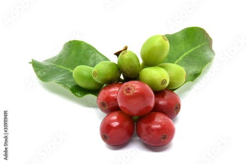 Coffee berries and leaves coffee on white background.