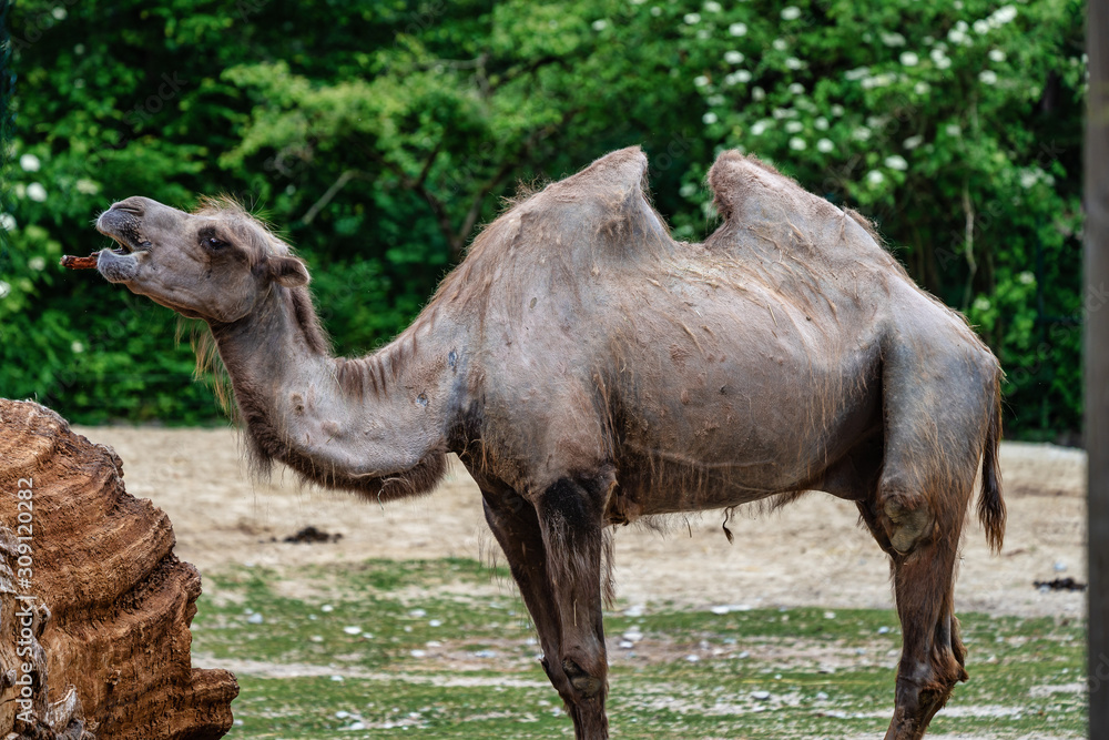 Bactrian camel, Camelus bactrianus in a german zoo