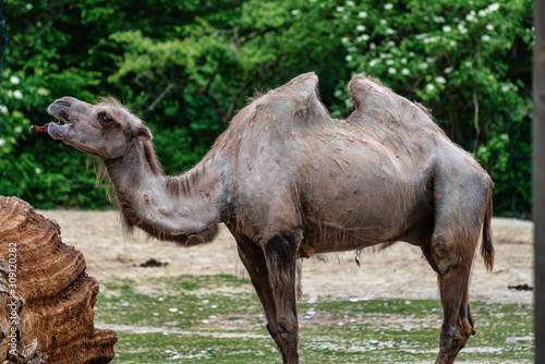 Bactrian camel  Camelus bactrianus in a german zoo