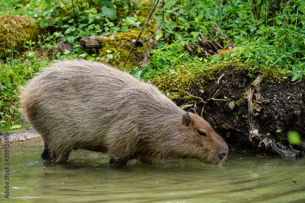 Capybara, Hydrochoerus hydrochaeris grazing on fresh green grass Capybara, Hydrochoerus hydrochaeris grazing on fresh green grass