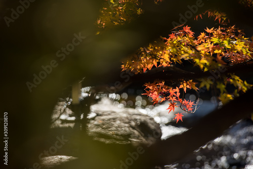 Autumn foliage