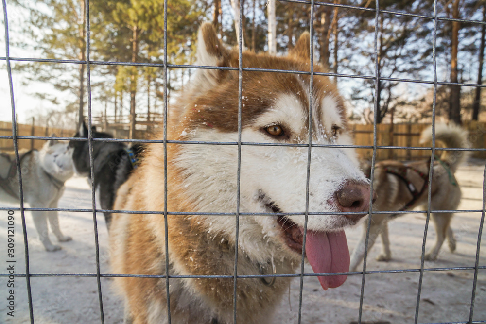 Husky fence sales