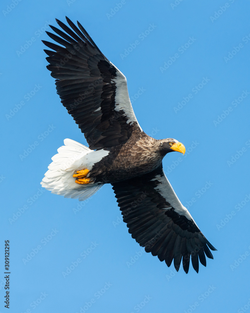 Adult Steller's sea eagle in flight. Blue sky background. Scientific name: Haliaeetus pelagicus. Natural Habitat. Adult Steller's sea eagle in flight. Blue sky background. Scientific name: Haliaeetus pelagicus. Natural Habitat.