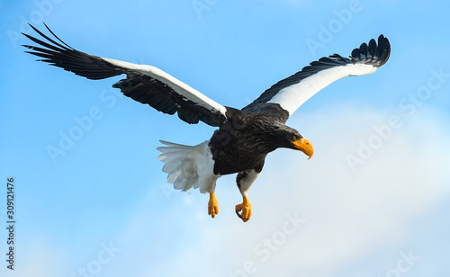 Adult Steller's sea eagle in flight. Sky background. Scientific name: Haliaeetus pelagicus. Natural Habitat.