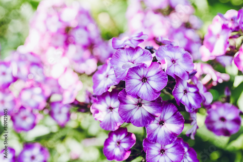 Blooming phlox in the garden. Shallow depth of field.