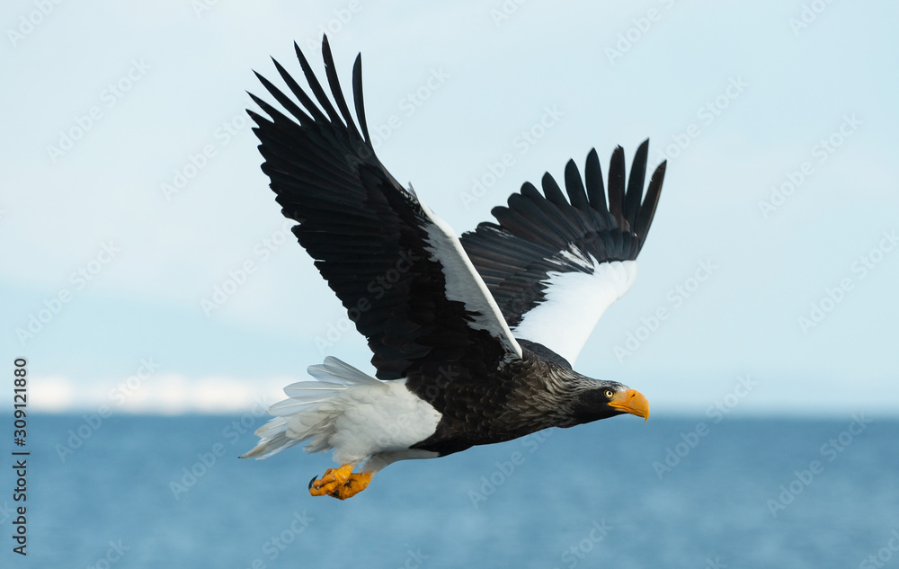 Adult Steller's sea eagle in flight. Scientific name: Haliaeetus pelagicus. Blue sky and ocean background. Adult Steller's sea eagle in flight. Scientific name: Haliaeetus pelagicus. Blue sky and ocean background.