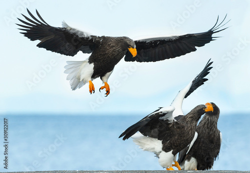 Adult Steller's sea eagle is landing. Scientific name: Haliaeetus pelagicus. Blue sky and ocean background.