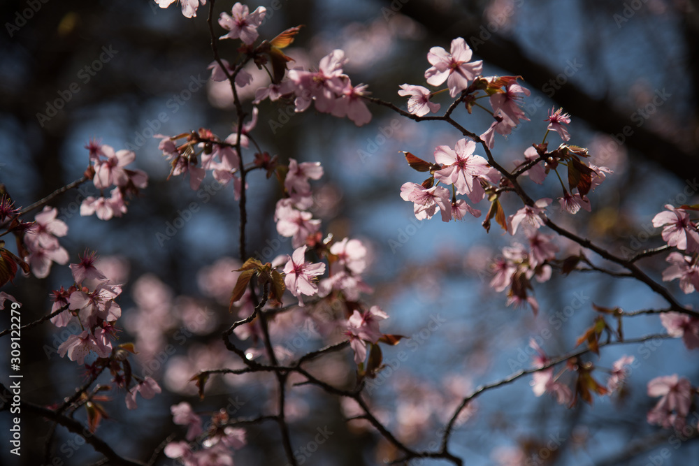 The show of the cherry blossoming season The show of the cherry blossoming season