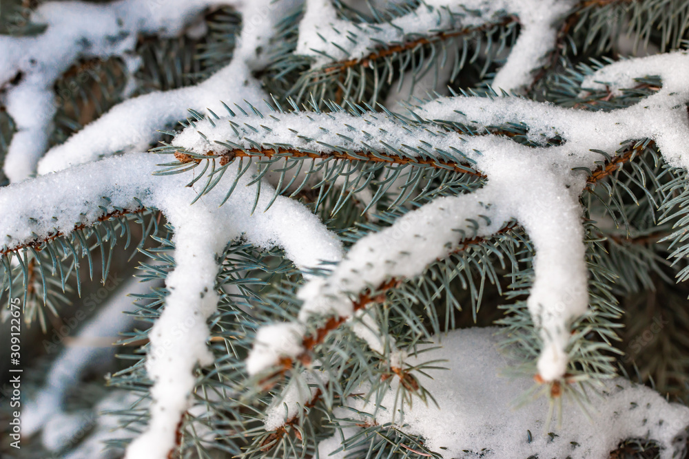 snow on the branches of spruce